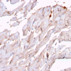 Formalin-fixed, paraffin-embedded human heart stained with N-Cadherin Recombinant Mouse Monoclonal Antibody (rCDH2/1426).