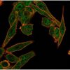 HDAC6 Antibody - Image 2