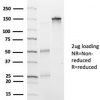 HDAC6 Antibody - Image 3