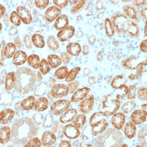 Formalin-fixed, paraffin-embedded human Kidney stained with Occludin Mouse Monoclonal Antibody (OCLN/2183).