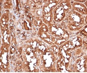 Formalin-fixed, paraffin-embedded human kidney stained with MICA Mouse Recombinant Monoclonal Antibody (MICA/4443). HIER: Tris/EDTA, pH9.0, 45min. 2°C: HRP-polymer, 30min. DAB, 5min.