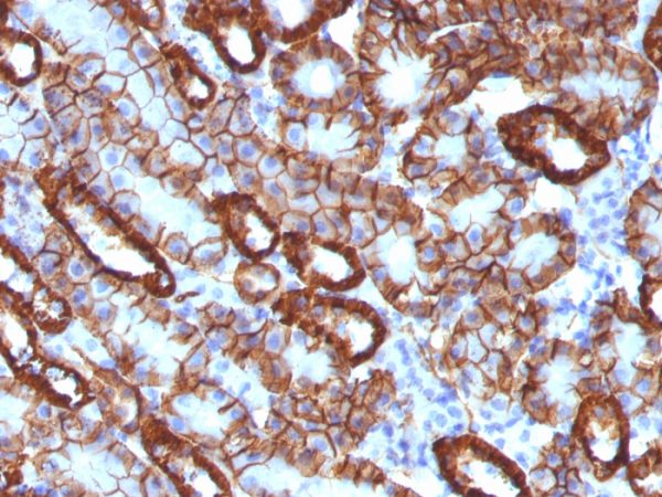 Formalin-fixed, paraffin-embedded Mouse Kidney stained with KSP-Cadherin Mouse Monoclonal Antibody (CDH16/1071).