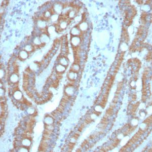 Formalin-fixed, paraffin-embedded human small intestine stained with CEA Mouse Monoclonal Antibody (C66/4098).