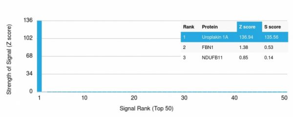 Analysis of Protein Array containing more than 19,000 full-length human proteins using Uroplakin 1A Mouse Monoclonal Antibody (UPK1A/2924) Z- and S- Score: The Z-score represents the strength of a signal that a monoclonal antibody (MAb) (in combination with a fluorescently-tagged anti-IgG secondary antibody) produces when binding to a particular protein on the HuProtTM array. Z-scores are described in units of standard deviations (SD‚Äôs) above the mean value of all signals generated on that array. If targets on HuProtTM are arranged in descending order of the Z-score, the S-score is the difference (also in units of SD‚Äôs) between the Z-score. S-score therefore represents the relative target specificity of a MAb to its intended target. A MAb is considered to specific to its intended target, if the MAb has an S-score of at least 2.5. For example, if a MAb binds to protein X with a Z-score of 43 and to protein Y with a Z-score of 14, then the S-score for the binding of that MAb to protein X is equal to 29.