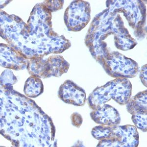 Formalin-fixed, paraffin-embedded human Placenta stained with Adipophilin Mouse Monoclonal Antibody (ADFP/1493).