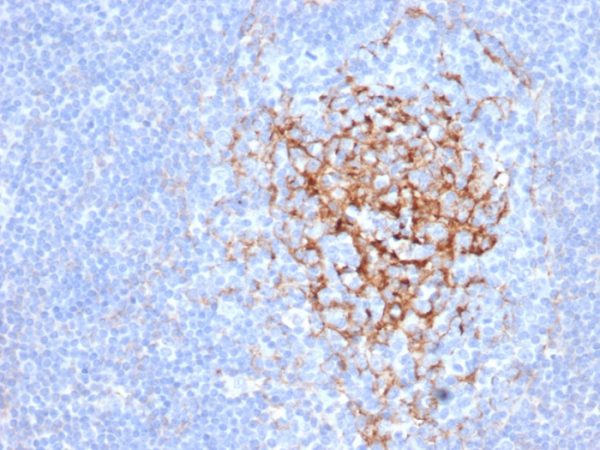 Formalin-fixed, paraffin-embedded human tonsil stained with CD35 Mouse Monoclonal Antibody (CR1/6383) at 2ug/ml.