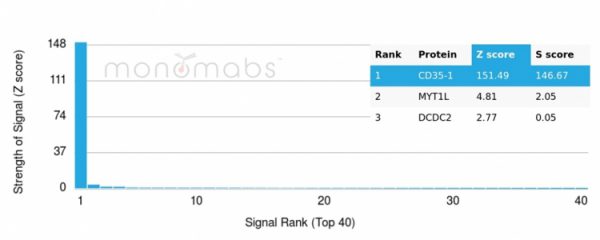 Analysis of Protein Array containing >19,000 full-length human proteins using  Monospecific to CD35 Mouse Monoclonal Antibody (CR1/6383). Z- and S- Score: The Z-score represents the strength of a signal that a monoclonal antibody (MAb) (in combination with a fluorescently-tagged anti-IgG secondary antibody) produces when binding to a particular protein on the HuProtTM array. Z-scores are described in units of standard deviations (SD&apos;s) above the mean value of all signals generated on that array. If targets on HuProtTM are arranged in descending order of the Z-score, the S-score is the difference (also in units of SD&apos;s) between the Z-score. S-score therefore represents the relative target specificity of a MAb to its intended target.  A MAb is considered to specific to its intended target, if the MAb has an S-score of at least 2.5. For example, if a MAb binds to protein X with a Z-score of 43 and to protein Y with a Z-score of 14, then the S-score for the binding of that MAb to protein X is equal to 29.