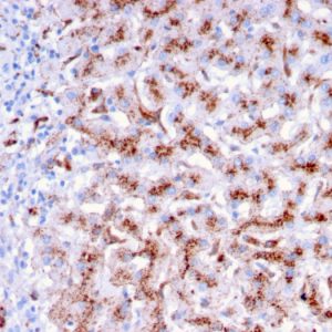Formalin-fixed, paraffin-embedded human Liver stained with Cathepsin D Mouse Monoclonal Antibody (CTSD/3276).