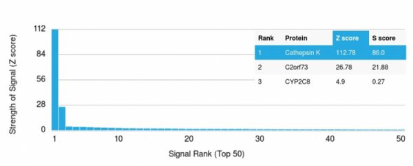 Analysis of Protein Array containing more than 19,000 full-length human proteins using Cathepsin K Mouse Monoclonal Antibody (CTSK/2792) Z- and S- Score: The Z-score represents the strength of a signal that a monoclonal antibody (Monoclonal Antibody) (in combination with a fluorescently-tagged anti-IgG secondary antibody) produces when binding to a particular protein on the HuProtTM array. Z-scores are described in units of standard deviations (SD's) above the mean value of all signals generated on that array. If targets on HuProtTM are arranged in descending order of the Z-score, the S-score is the difference (also in units of SD's) between the Z-score. S-score therefore represents the relative target specificity of a Monoclonal Antibody to its intended target. A Monoclonal Antibody is considered to specific to its intended target, if the Monoclonal Antibody has an S-score of at least 2.5. For example, if a Monoclonal Antibody binds to protein X with a Z-score of 43 and to protein Y with a Z-score of 14, then the S-score for the binding of that Monoclonal Antibody to protein X is equal to 29.