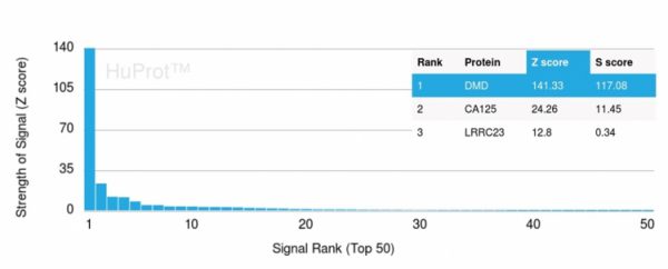 Analysis of Protein Array containing more than 19,000 full-length human proteins using Dystrophin Monospecific Mouse Monoclonal Antibody (DMD/3243). Z- and S- Score: The Z-score represents the strength of a signal that a monoclonal antibody (Monoclonal Antibody) (in combination with a fluorescently-tagged anti-IgG secondary antibody) produces when binding to a particular protein on the HuProtTM array. Z-scores are described in units of standard deviations (SD's) above the mean value of all signals generated on that array. If targets on HuProtTM are arranged in descending order of the Z-score, the S-score is the difference (also in units of SD's) between the Z-score. S-score therefore represents the relative target specificity of a Monoclonal Antibody to its intended target. A Monoclonal Antibody is considered to specific to its intended target, if the Monoclonal Antibody has an S-score of at least 2.5. For example, if a Monoclonal Antibody binds to protein X with a Z-score of 43 and to protein Y with a Z-score of 14, then the S-score for the binding of that Monoclonal Antibody to protein X is equal to 29.