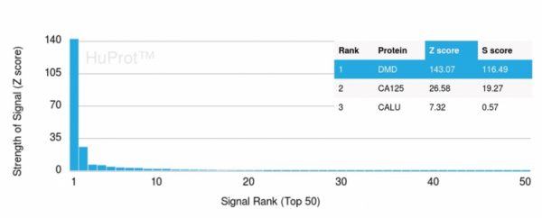 Analysis of Protein Array containing more than 19,000 full-length human proteins using Dystrophin Monospecific Mouse Monoclonal Antibody (DMD/3244). Z- and S- Score: The Z-score represents the strength of a signal that a monoclonal antibody (Monoclonal Antibody) (in combination with a fluorescently-tagged anti-IgG secondary antibody) produces when binding to a particular protein on the HuProtTM array. Z-scores are described in units of standard deviations (SD's) above the mean value of all signals generated on that array. If targets on HuProtTM are arranged in descending order of the Z-score, the S-score is the difference (also in units of SD's) between the Z-score. S-score therefore represents the relative target specificity of a Monoclonal Antibody to its intended target. A Monoclonal Antibody is considered to specific to its intended target, if the Monoclonal Antibody has an S-score of at least 2.5. For example, if a Monoclonal Antibody binds to protein X with a Z-score of 43 and to protein Y with a Z-score of 14, then the S-score for the binding of that Monoclonal Antibody to protein X is equal to 29.