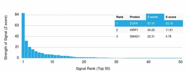 Analysis of Protein Array containing more than 19,000 full-length human proteins using EGFR Mouse Monoclonal Antibody (GFR/2341) Z- and S- Score: The Z-score represents the strength of a signal that a monoclonal antibody (MAb) (in combination with a fluorescently-tagged anti-IgG secondary antibody) produces when binding to a particular protein on the HuProtTM array. Z-scores are described in units of standard deviations (SD&apos;s) above the mean value of all signals generated on that array. If targets on HuProtTM are arranged in descending order of the Z-score, the S-score is the difference (also in units of SD&apos;s) between the Z-score. S-score therefore represents the relative target specificity of a MAb to its intended target.  A MAb is considered to specific to its intended target, if the MAb has an S-score of at least 2.5. For example, if a MAb binds to protein X with a Z-score of 43 and to protein Y with a Z-score of 14, then the S-score for the binding of that MAb to protein X is equal to 29.