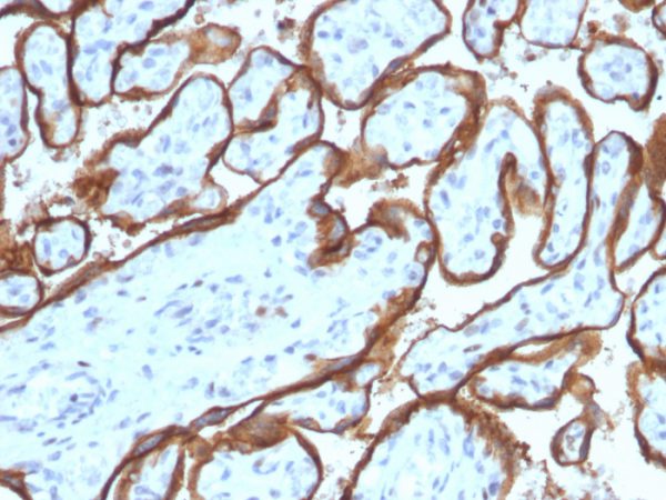 Formalin-fixed, paraffin-embedded human Placenta stained with EGFR Mouse Monoclonal Antibody (SPM341).