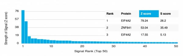 Analysis of Protein Array containing more than 19,000 full-length human proteins using EIF4A2 Mouse Monoclonal Antibody (PCRP-EIF4A2-2B5). Z- and S- Score: The Z-score represents the strength of a signal that a monoclonal antibody (MAb) (in combination with a fluorescently-tagged anti-IgG secondary antibody) produces when binding to a particular protein on the HuProtTM array. Z-scores are described in units of standard deviations (SD's) above the mean value of all signals generated on that array. If targets on HuProtTM are arranged in descending order of the Z-score, the S-score is the difference (also in units of SD's) between the Z-score. S-score therefore represents the relative target specificity of a MAb to its intended target.  A MAb is considered to specific to its intended target, if the MAb has an S-score of at least 2.5. For example, if a MAb binds to protein X with a Z-score of 43 and to protein Y with a Z-score of 14, then the S-score for the binding of that MAb to protein X is equal to 29.