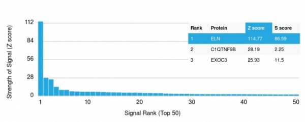 Analysis of Protein Array containing >19,000 full-length human proteins using Elastin (ELN) Mouse Monoclonal Antibody (ELN/1981) Z- and S- Score: The Z-score represents the strength of a signal that a monoclonal antibody (Monoclonal Antibody) (in combination with a fluorescently-tagged anti-IgG secondary antibody) produces when binding to a particular protein on the HuProtTM array. Z-scores are described in units of standard deviations (SD's) above the mean value of all signals generated on that array. If targets on HuProtTM are arranged in descending order of the Z-score, the S-score is the difference (also in units of SD's) between the Z-score. S-score therefore represents the relative target specificity of a Monoclonal Antibody to its intended target. A Monoclonal Antibody is considered to specific to its intended target, if the Monoclonal Antibody has an S-score of at least 2.5. For example, if a Monoclonal Antibody binds to protein X with a Z-score of 43 and to protein Y with a Z-score of 14, then the S-score for the binding of that Monoclonal Antibody to protein X is equal to 29.