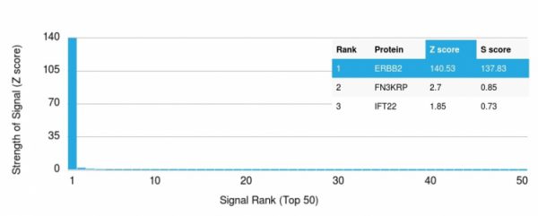 Analysis of Protein Array containing more than 19,000 full-length human proteins using HER-2 Mouse Monoclonal Antibody (HRB2/282). Z- and S- Score: The Z-score represents the strength of a signal that a monoclonal antibody (Monoclonal Antibody) (in combination with a fluorescently-tagged anti-IgG secondary antibody) produces when binding to a particular protein on the HuProtTM array. Z-scores are described in units of standard deviations (SD's) above the mean value of all signals generated on that array. If targets on HuProtTM are arranged in descending order of the Z-score, the S-score is the difference (also in units of SD's) between the Z-score. S-score therefore represents the relative target specificity of a Monoclonal Antibody to its intended target. A Monoclonal Antibody is considered to specific to its intended target, if the Monoclonal Antibody has an S-score of at least 2.5. For example, if a Monoclonal Antibody binds to protein X with a Z-score of 43 and to protein Y with a Z-score of 14, then the S-score for the binding of that Monoclonal Antibody to protein X is equal to 29.