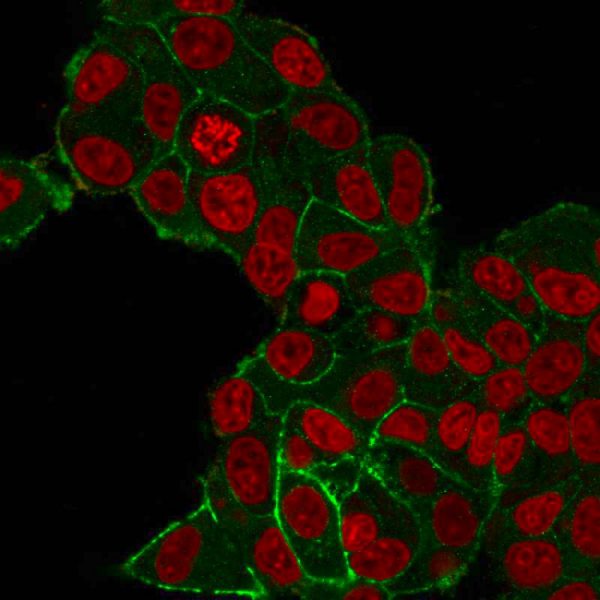 Immunofluorescent staining of PFA-fixed MCF-7 cells with HER-2 Monospecific Mouse Monoclonal Antibody (HRB2/282); followed by goat anti-mouse IgG-CF488 (Green). Nuclei are stained with Reddot (Red).