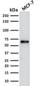 Western Blot Analysis of MCF-7 lysate using Estrogen Receptor alpha Mouse Monoclonal Antibody (ER506).
