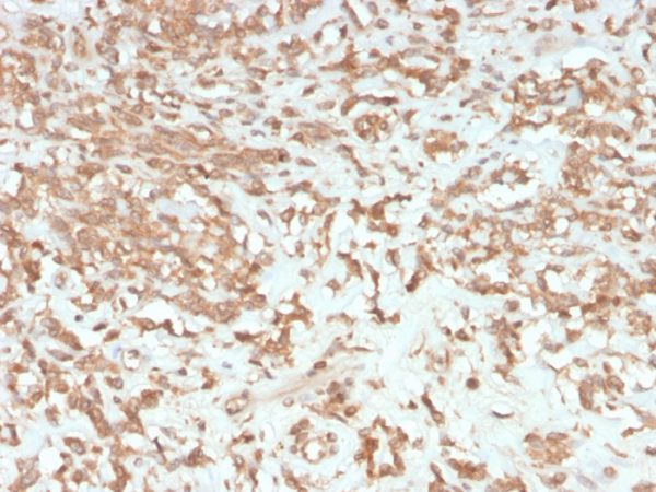Formalin-fixed, paraffin-embedded human liver stained with Coagulation Factor VII Mouse Monoclonal Antibody (F7/3513).