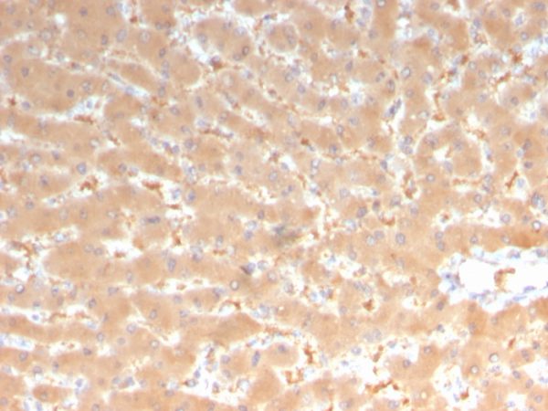 Formalin-fixed, paraffin-embedded human liver stained with Coagulation Factor VII Mouse Monoclonal Antibody (F7/3513).