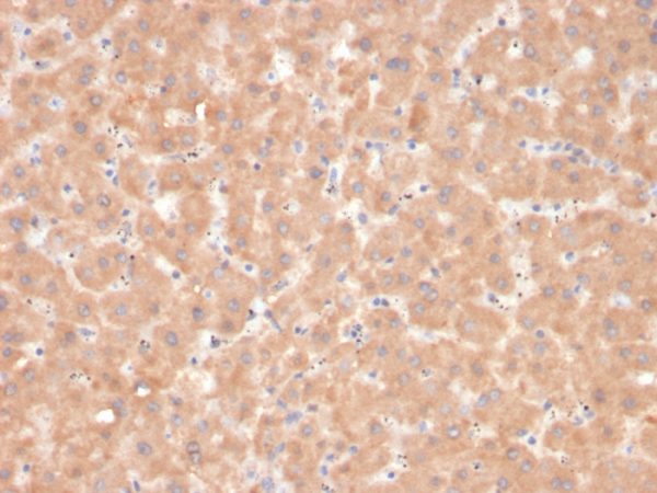 Coagulation Factor VII / F7 Antibody - Image 2