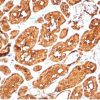 Recombinant ALDH1A1 (Aldehyde Dehydrogenase 1A1) Antibody - Image 2