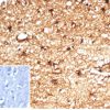 Recombinant ALDH1A1 (Aldehyde Dehydrogenase 1A1) Antibody - Image 3
