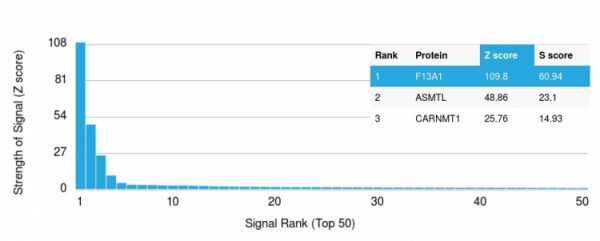 Analysis of Protein Array containing more than 19,000 full-length human proteins using Factor XIIIa Mouse Monoclonal Antibody (F13A1/1683) Z- and S- Score: The Z-score represents the strength of a signal that a monoclonal antibody (Monoclonal Antibody) (in combination with a fluorescently-tagged anti-IgG secondary antibody) produces when binding to a particular protein on the HuProtTM array. Z-scores are described in units of standard deviations (SD's) above the mean value of all signals generated on that array. If targets on HuProtTM are arranged in descending order of the Z-score, the S-score is the difference (also in units of SD's) between the Z-score. S-score therefore represents the relative target specificity of a Monoclonal Antibody to its intended target. A Monoclonal Antibody is considered to specific to its intended target, if the Monoclonal Antibody has an S-score of at least 2.5. For example, if a Monoclonal Antibody binds to protein X with a Z-score of 43 and to protein Y with a Z-score of 14, then the S-score for the binding of that Monoclonal Antibody to protein X is equal to 29.