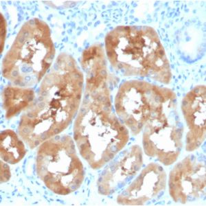 Formalin-fixed, paraffin-embedded human kidney stained with FABP1 Mouse Monoclonal Antibody (FABP1/3484).
