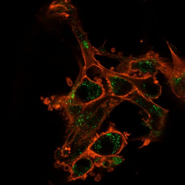 Immunofluorescence Analysis of PFA-fixed U-87 cells using SIRT2 Mouse Monoclonal Antibody (PCRP-SIRT2-1A8) followed by goat anti-mouse IgG-CF488 (green). CF640A phalloidin (red).