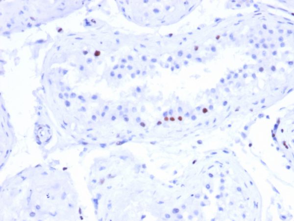 Formalin-fixed, paraffin-embedded human testis stained with CSTF2T Mouse Monoclonal Antibody (PCRP-CSTF2T-1A3).