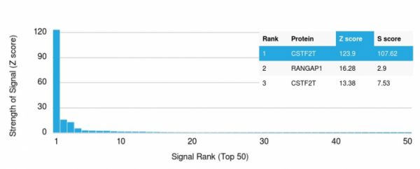 Analysis of Protein Array containing more than 19,000 full-length human proteins using CSTF2T Mouse Monoclonal Antibody (PCRP-CSTF2T-1A3). Z- and S- Score: The Z-score represents the strength of a signal that a monoclonal antibody (MAb) (in combination with a fluorescently-tagged anti-IgG secondary antibody) produces when binding to a particular protein on the HuProtTM array. Z-scores are described in units of standard deviations (SD&apos;s) above the mean value of all signals generated on that array. If targets on HuProtTM are arranged in descending order of the Z-score, the S-score is the difference (also in units of SD&apos;s) between the Z-score. S-score therefore represents the relative target specificity of a MAb to its intended target.  A MAb is considered to specific to its intended target, if the MAb has an S-score of at least 2.5. For example, if a MAb binds to protein X with a Z-score of 43 and to protein Y with a Z-score of 14, then the S-score for the binding of that MAb to protein X is equal to 29.