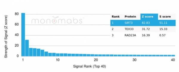 Analysis of Protein Array containing more than 19,000 full-length human proteins using SIRT3-Monospecific Mouse Monoclonal Antibody (PCRP-SIRT3-1C10). Z- and S- Score: The Z-score represents the strength of a signal that a monoclonal antibody (MAb) (in combination with a fluorescently-tagged anti-IgG secondary antibody) produces when binding to a particular protein on the HuProtTM array. Z-scores are described in units of standard deviations (SD's) above the mean value of all signals generated on that array. If targets on HuProtTM are arranged in descending order of the Z-score, the S-score is the difference (also in units of SD's) between the Z-score. S-score therefore represents the relative target specificity of a MAb to its intended target.  A MAb is considered to specific to its intended target, if the MAb has an S-score of at least 2.5. For example, if a MAb binds to protein X with a Z-score of 43 and to protein Y with a Z-score of 14, then the S-score for the binding of that MAb to protein X is equal to 29.