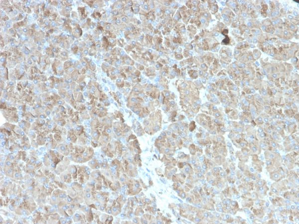 Formalin-fixed, paraffin-embedded human pancreas stained with CELA3B Recombinant Mouse Monoclonal Antibody (rCELA3B/1811)