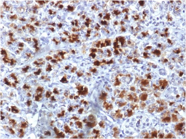 Formalin-fixed, paraffin-embedded human Pancreas stained with CELA3B Mouse Monoclonal Antibody (CELA3B/1757).