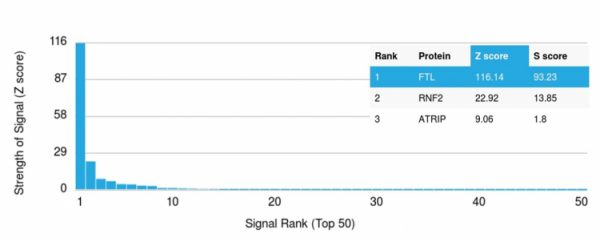 Analysis of Protein Array containing more than 19,000 full-length human proteins using Ferritin, Light Chain Mouse Monoclonal Antibody (FTL/1388) Z- and S- Score: The Z-score represents the strength of a signal that a monoclonal antibody (MAb) (in combination with a fluorescently-tagged anti-IgG secondary antibody) produces when binding to a particular protein on the HuProtTM array. Z-scores are described in units of standard deviations (SD&apos;s) above the mean value of all signals generated on that array. If targets on HuProtTM are arranged in descending order of the Z-score, the S-score is the difference (also in units of SD&apos;s) between the Z-score. S-score therefore represents the relative target specificity of a MAb to its intended target. A MAb is considered to specific to its intended target, if the MAb has an S-score of at least 2.5. For example, if a MAb binds to protein X with a Z-score of 43 and to protein Y with a Z-score of 14, then the S-score for the binding of that MAb to protein X is equal to 29.