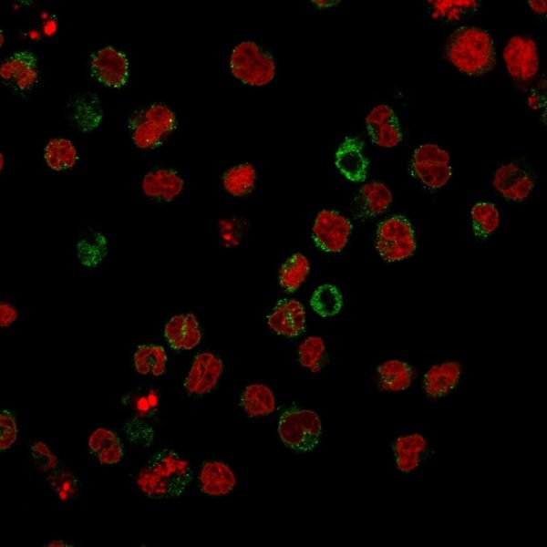 CD15 / FUT4 (Reed-Sternberg Cell Marker) Antibody - Image 2