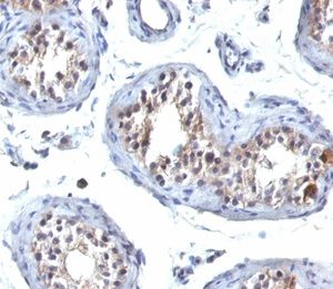 Formalin-fixed, paraffin-embedded human testis stained with HGAL Mouse Monoclonal Antibody (HGAL/830).