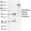 GATA-3 (Breast and Urothelial Marker) Antibody - Image 2