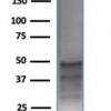 Recombinant GATA-3 (Breast and Urothelial Marker) Antibody - Image 3