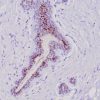 GATA-3 (Center) (Breast and Urothelial Marker) Antibody
