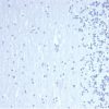 GATA-3 (Center) (Breast and Urothelial Marker) Antibody - Image 5