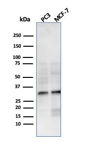 Western Blot Analysis of PC3 and MCF-7 cell lysate using NKX2.8 Recombinant Rabbit Monoclonal Antibody (NKX28/3233R).