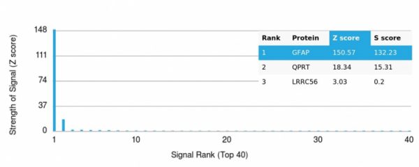 Analysis of Protein Array containing more than 19,000 full-length human proteins using Monospecific Mouse Monoclonal Antibody to GFAP (GFAP/6880). Z- and S- Score: The Z-score represents the strength of a signal that a monoclonal antibody (MAb) (in combination with a fluorescently-tagged anti-IgG secondary antibody) produces when binding to a particular protein on the HuProtTM array. Z-scores are described in units of standard deviations (SD&apos;s) above the mean value of all signals generated on that array. If targets on HuProtTM are arranged in descending order of the Z-score, the S-score is the difference (also in units of SD&apos;s) between the Z-score. S-score therefore represents the relative target specificity of a MAb to its intended target.  A MAb is considered to specific to its intended target, if the MAb has an S-score of at least 2.5. For example, if a MAb binds to protein X with a Z-score of 43 and to protein Y with a Z-score of 14, then the S-score for the binding of that MAb to protein X is equal to 29.