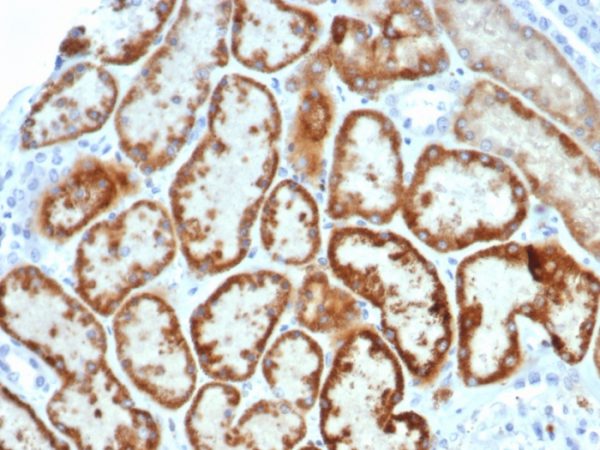 IHC analysis of formalin-fixed, paraffin-embedded human kidney. AMH/6713R at 2ug/ml in PBS for 30min RT. HIER: Tris/EDTA, pH9.0, 45min. 2°C: HRP-polymer, 30min. DAB, 5min.