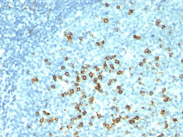 Formalin-fixed, paraffin-embedded human tonsil stained with CD57 Monoclonal Antibody (HNK-1 + NK-1).