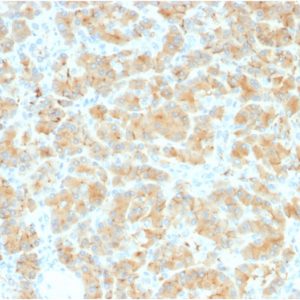 Formalin-fixed, paraffin-embedded human Pancreas stained with GP2 Recombinant Rabbit Monoclonal Antibody (GP2/2569R).