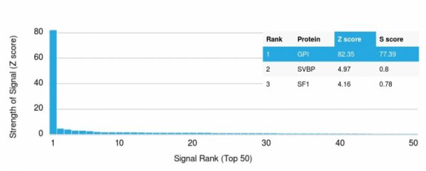 Analysis of Protein Array containing more than 19,000 full-length human proteins using Glucose 6-Phosphate Isomerase Monoclonal Antibody (CPTC-GPI-1). Z- and S- Score: The Z-score represents the strength of a signal that a monoclonal antibody (MAb) (in combination with a fluorescently-tagged anti-IgG secondary antibody) produces when binding to a particular protein on the HuProtTM array. Z-scores are described in units of standard deviations (SD&apos;s) above the mean value of all signals generated on that array. If targets on HuProtTM are arranged in descending order of the Z-score, the S-score is the difference (also in units of SD&apos;s) between the Z-score. S-score therefore represents the relative target specificity of a MAb to its intended target. A MAb is considered to specific to its intended target, if the MAb has an S-score of at least 2.5. For example, if a MAb binds to protein X with a Z-score of 43 and to protein Y with a Z-score of 14, then the S-score for the binding of that MAb to protein X is equal to 29.