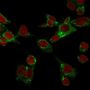 Confocal immunofluorescence image of HepG2 cells stained with GPX4 / MCSP Mouse Monoclonal Antibody (LHM 2) followed by Goat anti-Mouse CF488 (green). Reddot is used to label the nuclei red.