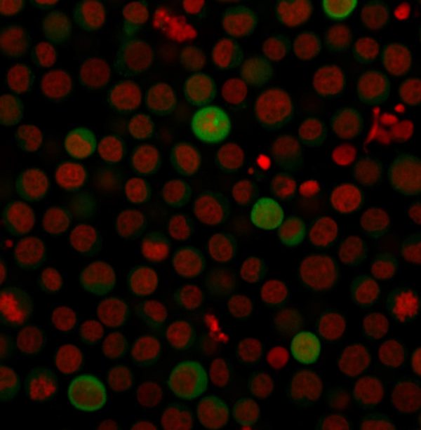 Immunofluorescence Analysis of human Jurkat cells labeling PD-L1 with PD-L1 Mouse Monoclonal Antibody (PDL1/2743) followed by Goat anti-Mouse IgG-CF488 (Green). The nuclear counterstain is Reddot (Red)